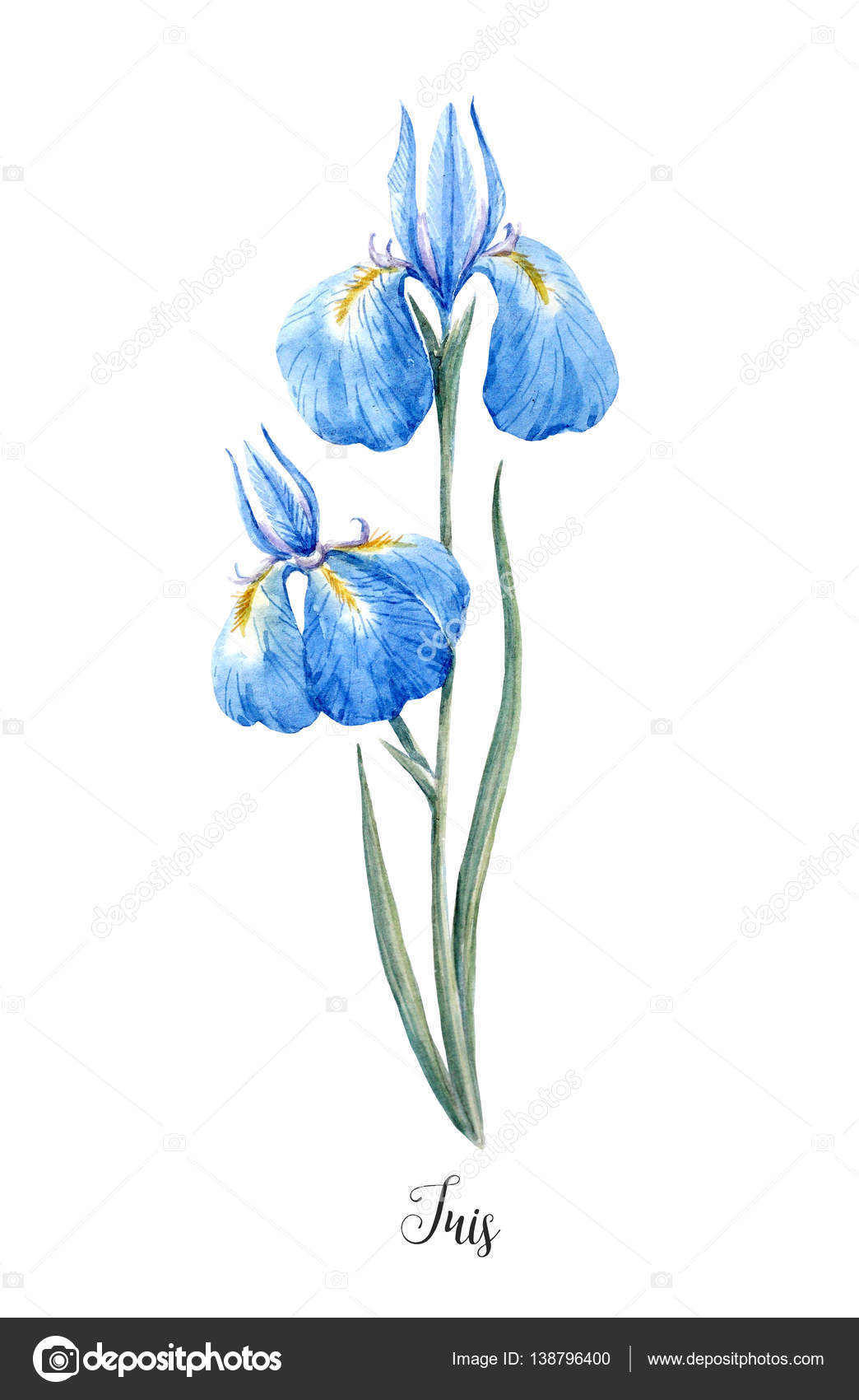 Flor del iris salvaje fotos de stock, imágenes de Flor del iris salvaje sin  royalties | Depositphotos