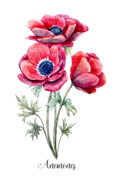 Ακουαρέλα κόκκινη Ανεμώνη λουλούδι — Φωτογραφία Αρχείου