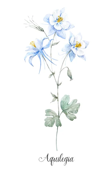 Vattenfärg blå akilegiya blomma — Stockfoto