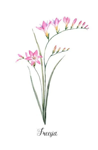 Aquarel roze freesia bloem — Stockfoto