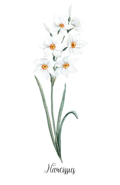 Akvarell kis nárcisz virág — Stock Fotó