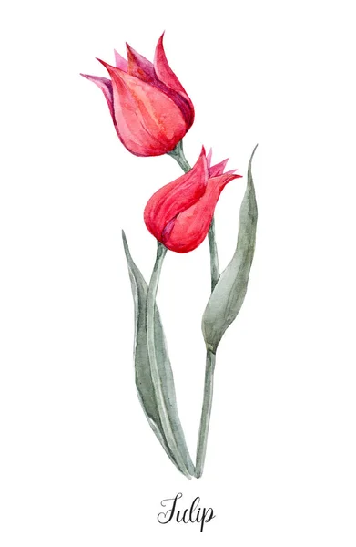 Ακουαρέλα κόκκινη τουλίπα λουλούδι — Φωτογραφία Αρχείου