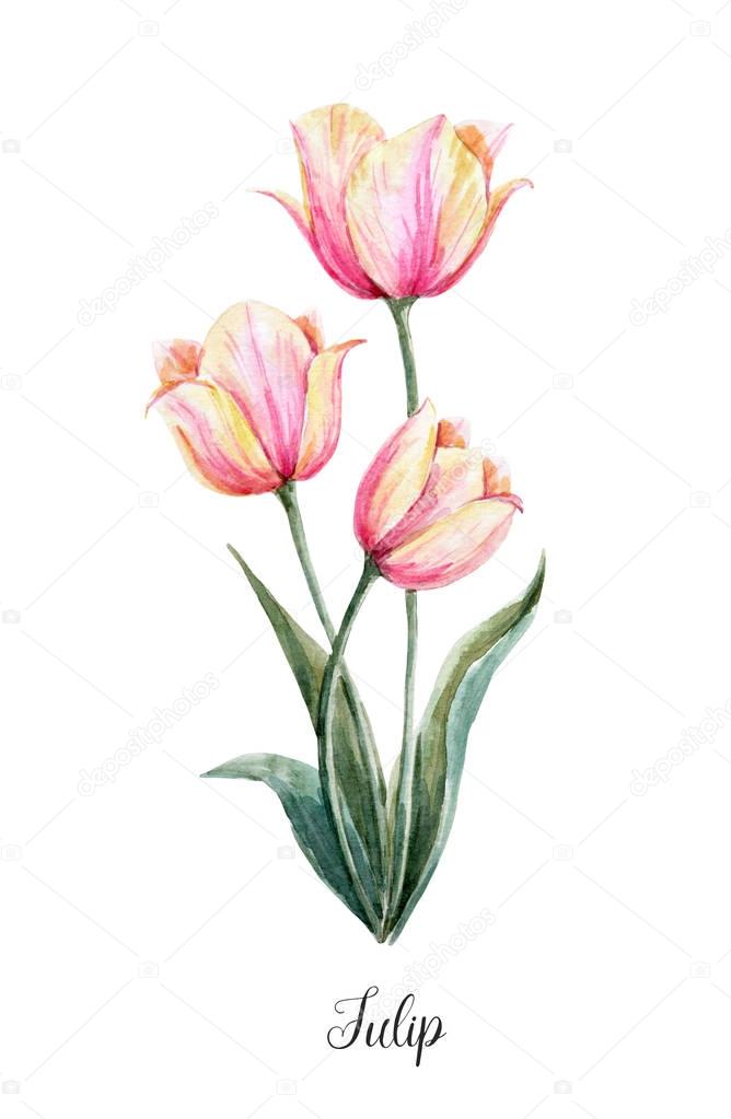 Watercolor pink-yellow tulip flower