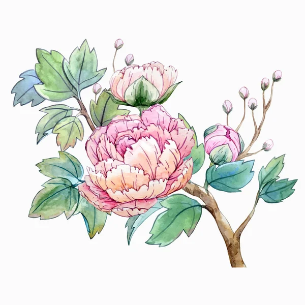 Aquarell chinesische Pfingstrose Blume — Stockvektor