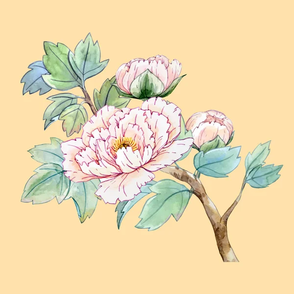 Akvarell kinesisk pion blomma — Stock vektor