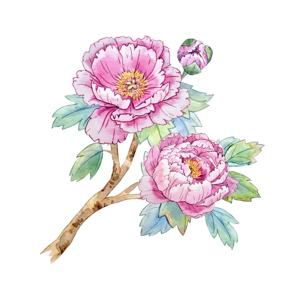 810 Vector Watercolour Peony Vector Images Vector Watercolour Peony Illustrations Depositphotos