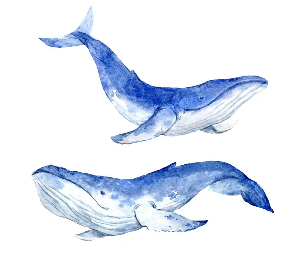 水彩画蓝鲸 — 图库照片