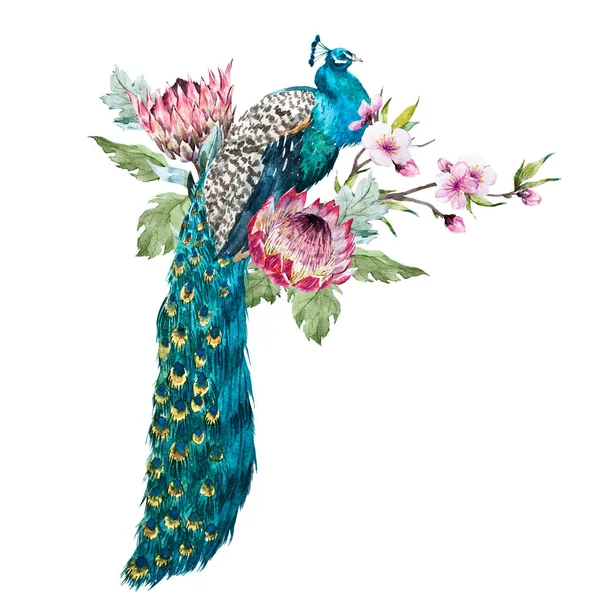 Aquarel peacock met bloemen — Stockfoto
