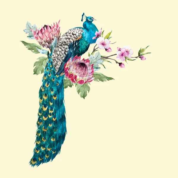 Aquarel vector peacock met bloemen — Stockvector