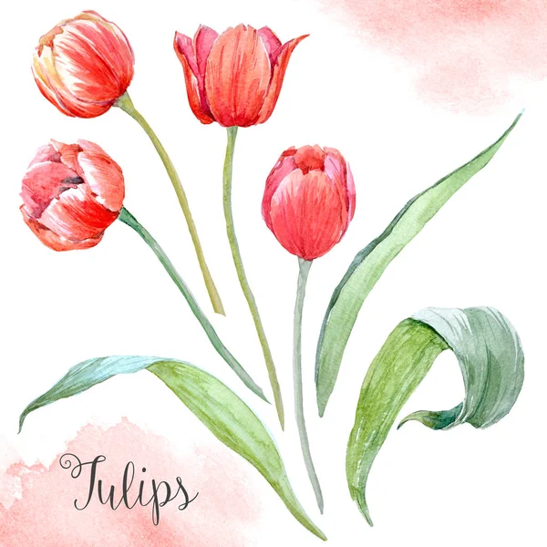 Watercolor tulip flowers — Stock Photo, Image