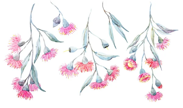 Akvarelu eucalyptus květiny — Stock fotografie