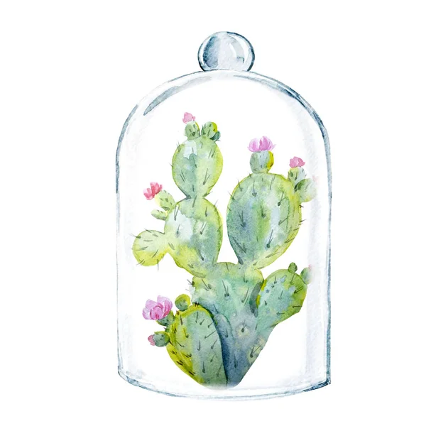 Plante de cactus aquarelle — Photo