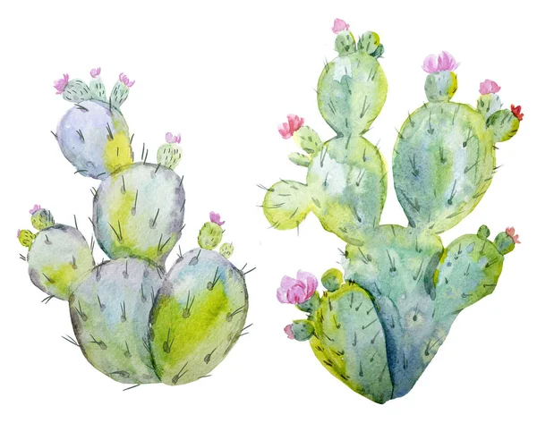 Ensemble de cactus aquarelle — Photo
