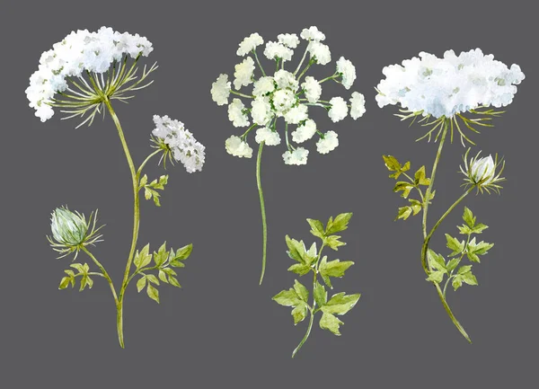 Acuarela composición floral —  Fotos de Stock