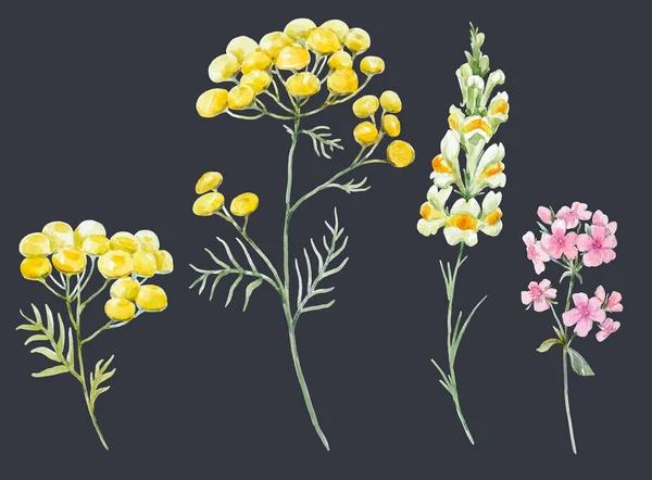 Suluboya kır çiçekleri — Stok fotoğraf