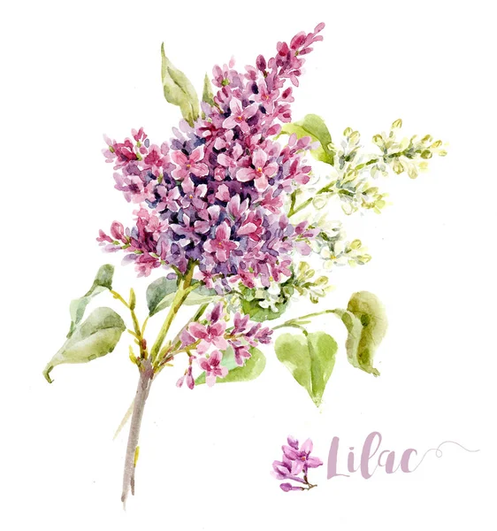 Aquarell lila Blume — Stockfoto