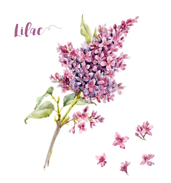 Acquerello fiore lilla — Foto Stock