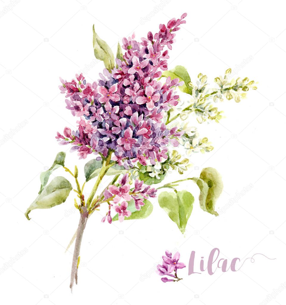 Watercolor lilac flower