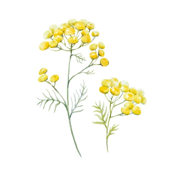 Watercolor wild vector flowers — Stock Vector