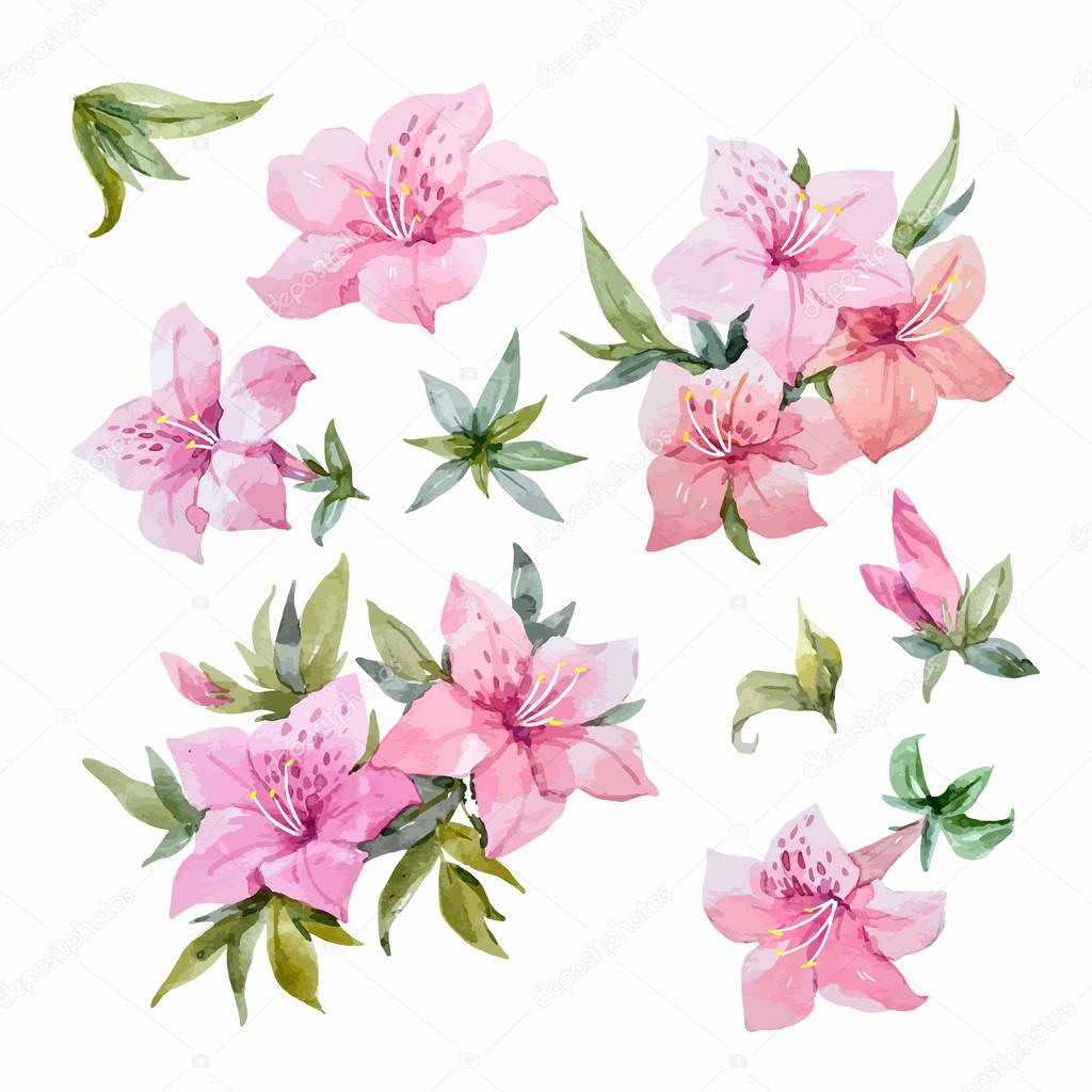 Watercolor rhododendron flowers