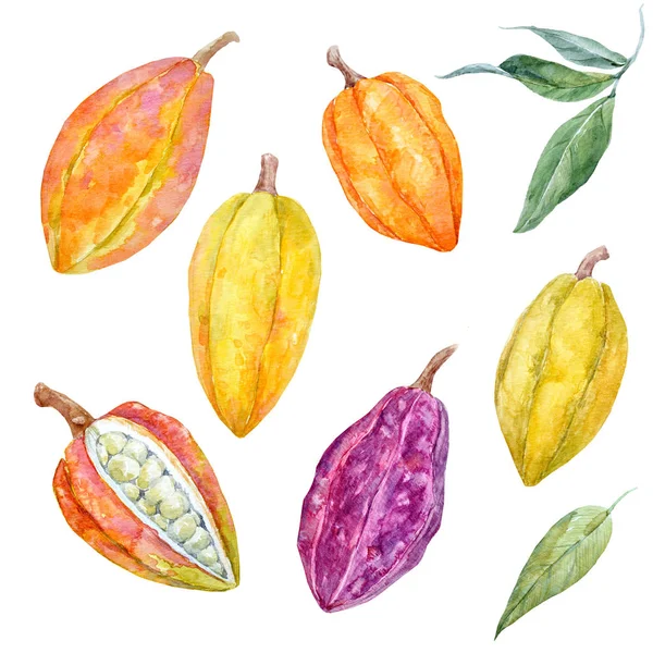 Sada akvarel cacao ovoce — Stock fotografie