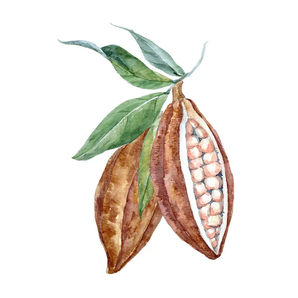 Fruits de cacao aquarelle — Photo