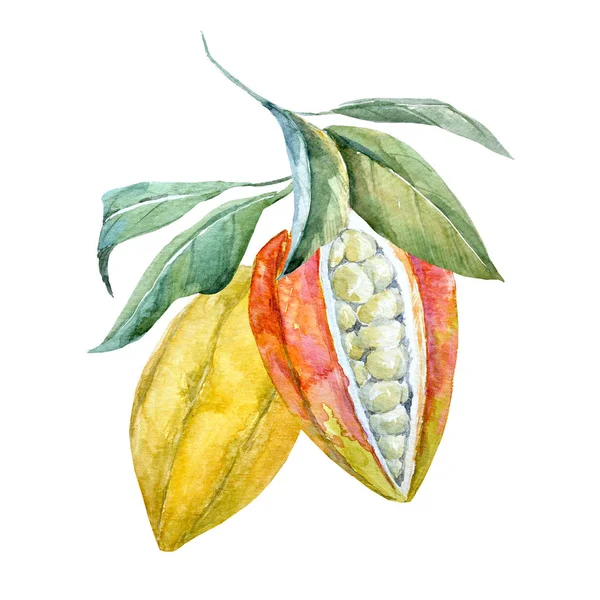 Frutas de cacau aquarela — Fotografia de Stock