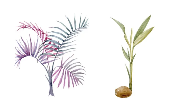 Watercolor vector hand drawn palms — Stock Vector