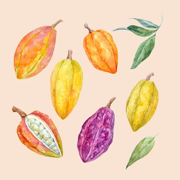 Aquarelle vecteur cacao fruits mis — Image vectorielle