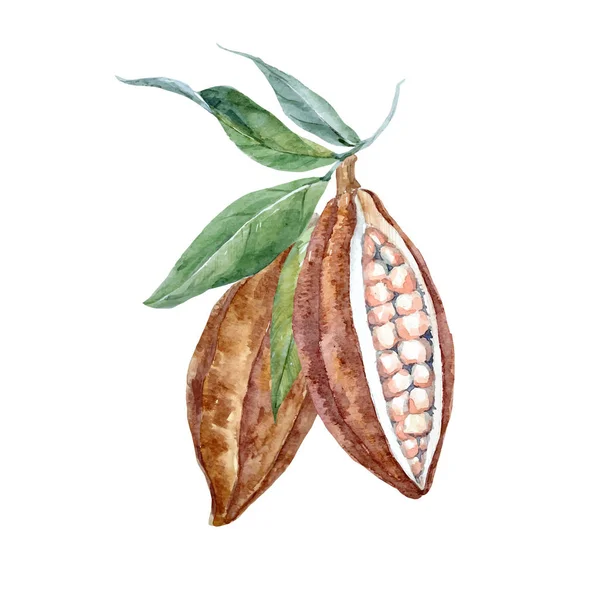 Suluboya vektör kakao meyve — Stok Vektör