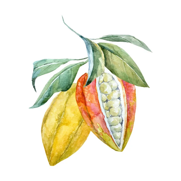 Acquerello vettore cacao frutti — Vettoriale Stock