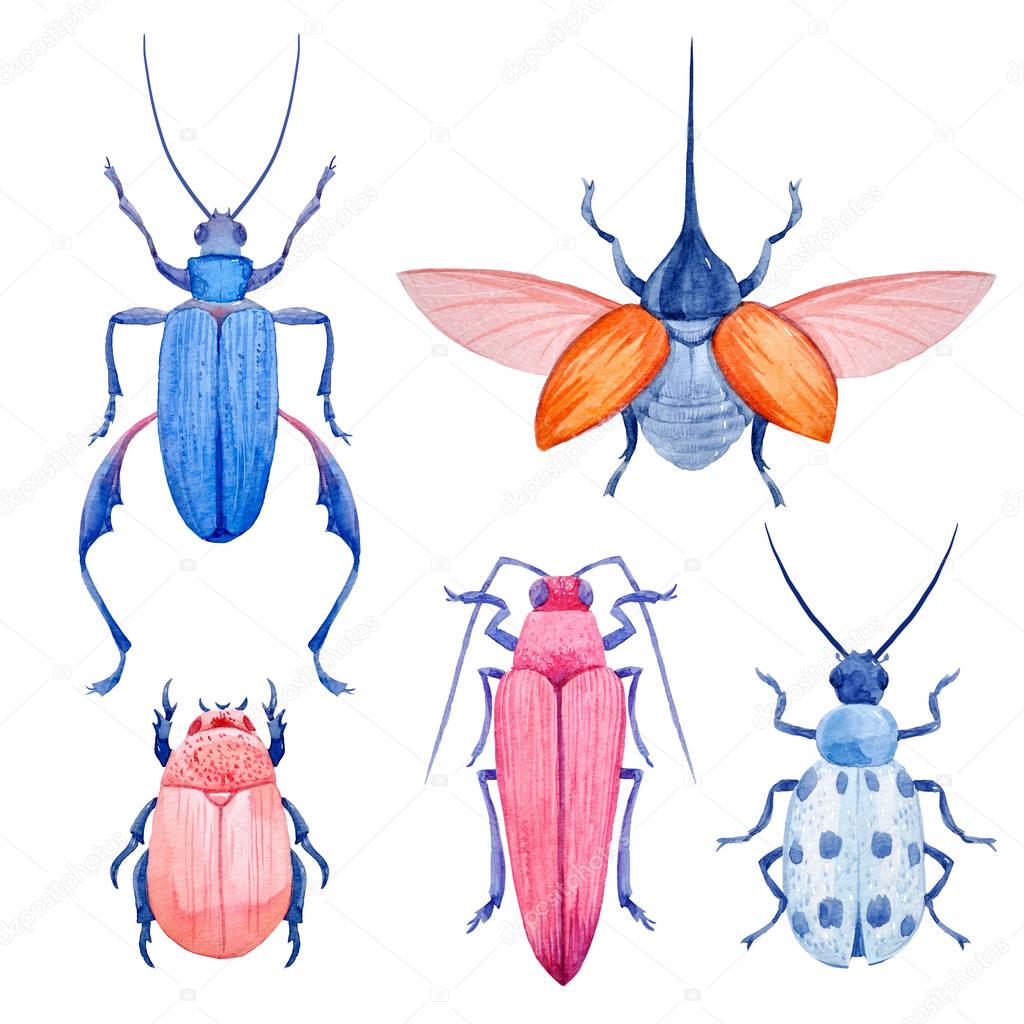 Watercolor beetle set