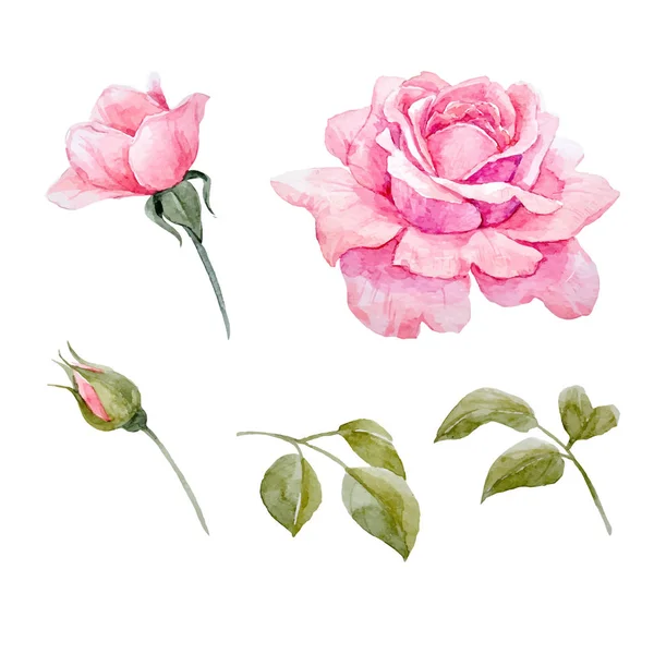 Conjunto de vetor de rosas aquarela — Vetor de Stock