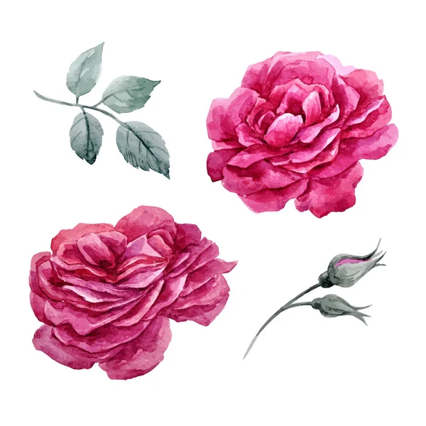 Watercolor roses vector set — Stock Vector