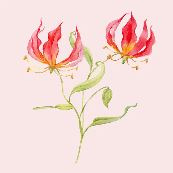 Akvarell vektor gloriosa rothschildiana blomma — Stock vektor