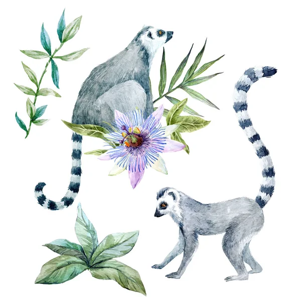 Lemuri acquerello con fiori — Foto Stock