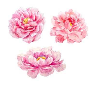 suluboya Şakayık seti