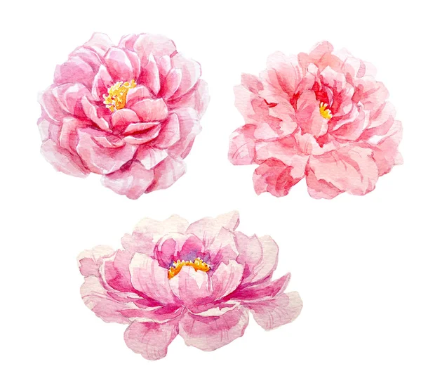 suluboya Şakayık seti