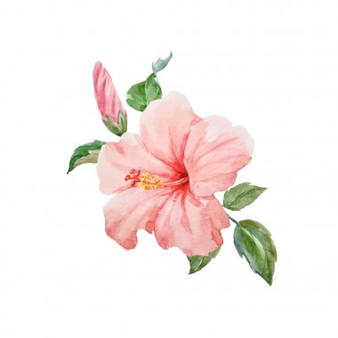 Suluboya vektör tropikal hibiscus çiçek