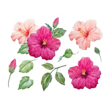 Suluboya vektör tropikal hibiscus çiçek