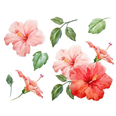 Suluboya vektör tropikal hibiscus çiçek