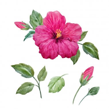 Suluboya vektör tropikal hibiscus çiçek