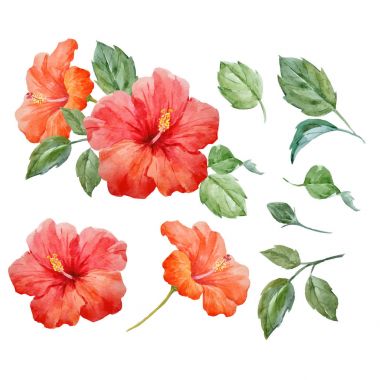 Suluboya vektör tropikal hibiscus çiçek