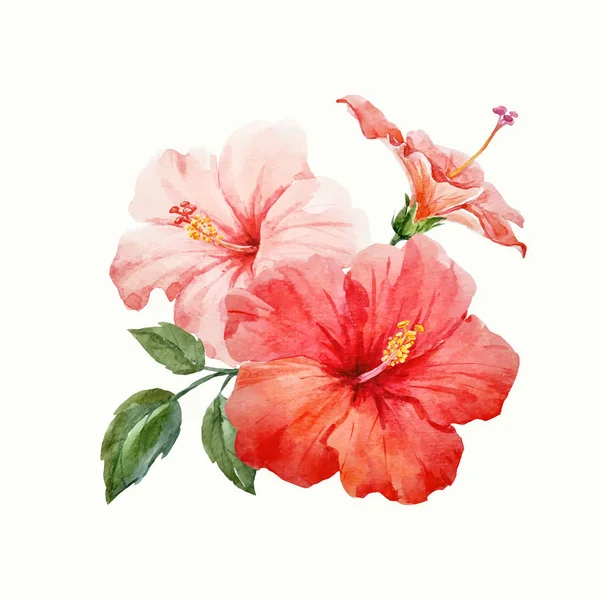 Akvarell vektor tropical hibiscus blomma — Stock vektor