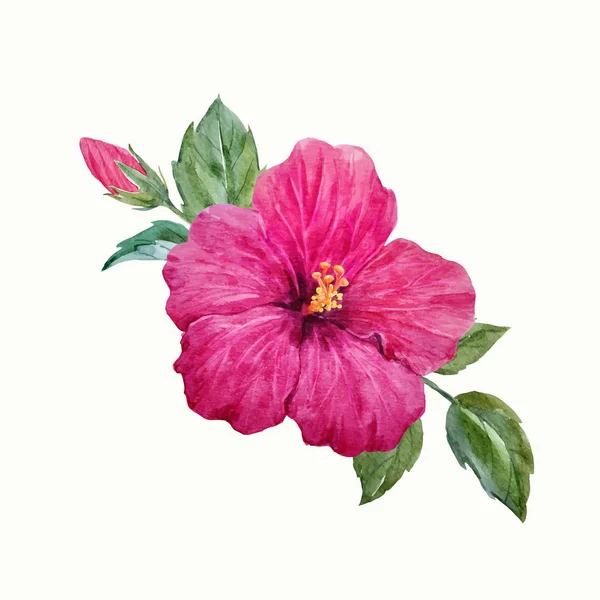 Vetor aquarela flor de hibisco tropical —  Vetores de Stock