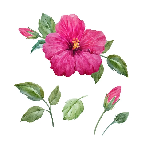 Akvarell vektor tropical hibiscus blomma — Stock vektor