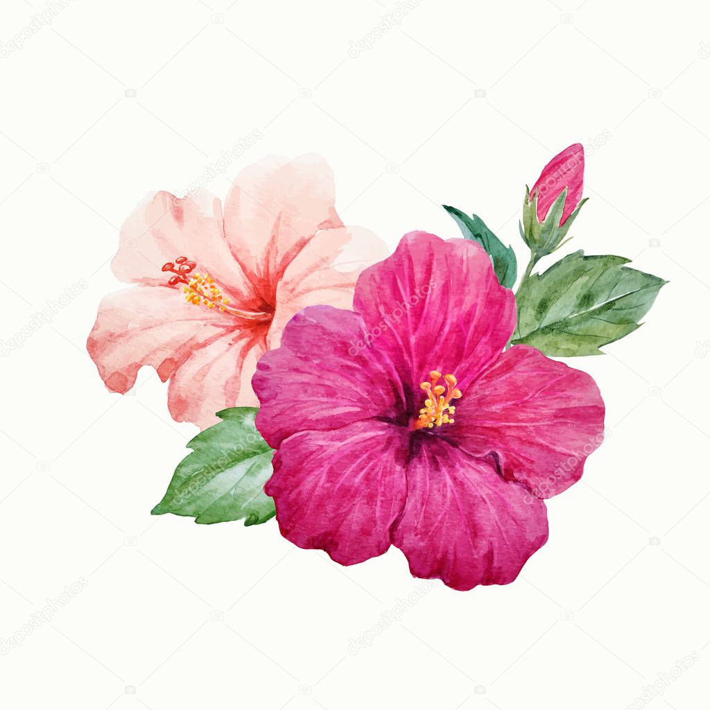 Watercolor vector tropical hibiscus flower