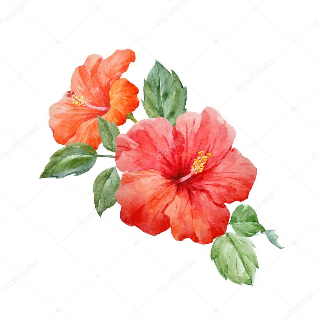 Watercolor vector tropical hibiscus flower