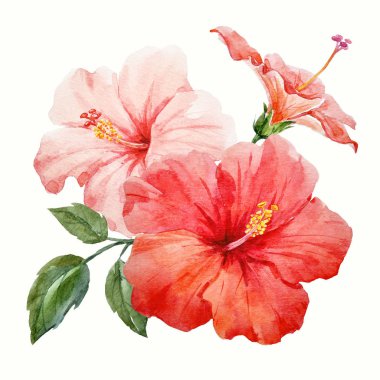 Suluboya tropikal hibiscus çiçek