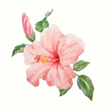 Suluboya tropikal hibiscus çiçek